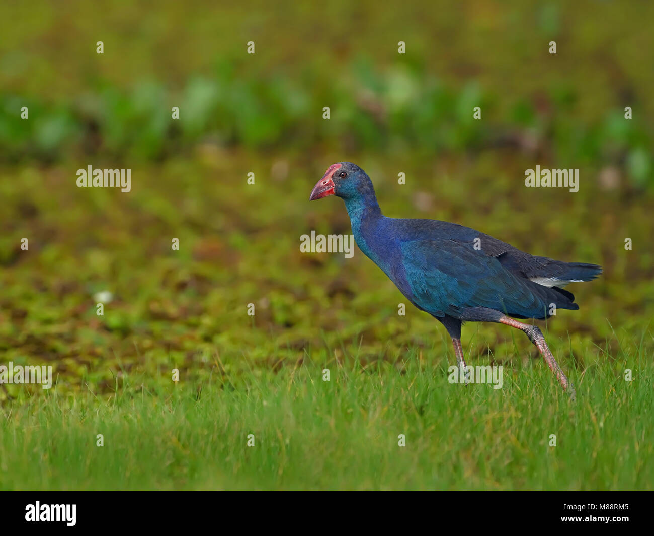 Grijskoppurperkoet talève sultane, à tête grise Banque D'Images