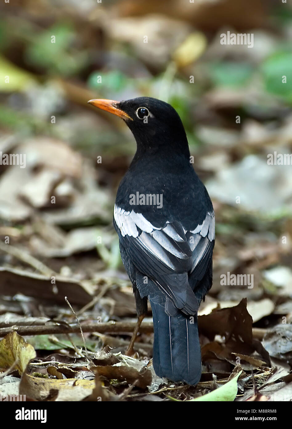 Mannetje, homme Grijsvleugelmerel à épaulettes gris Banque D'Images
