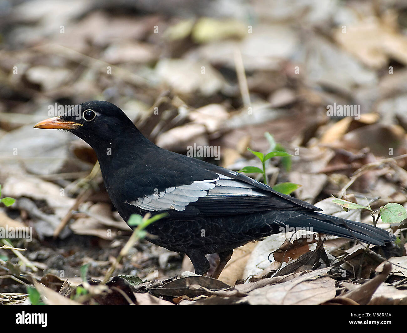Mannetje, homme Grijsvleugelmerel à épaulettes gris Banque D'Images