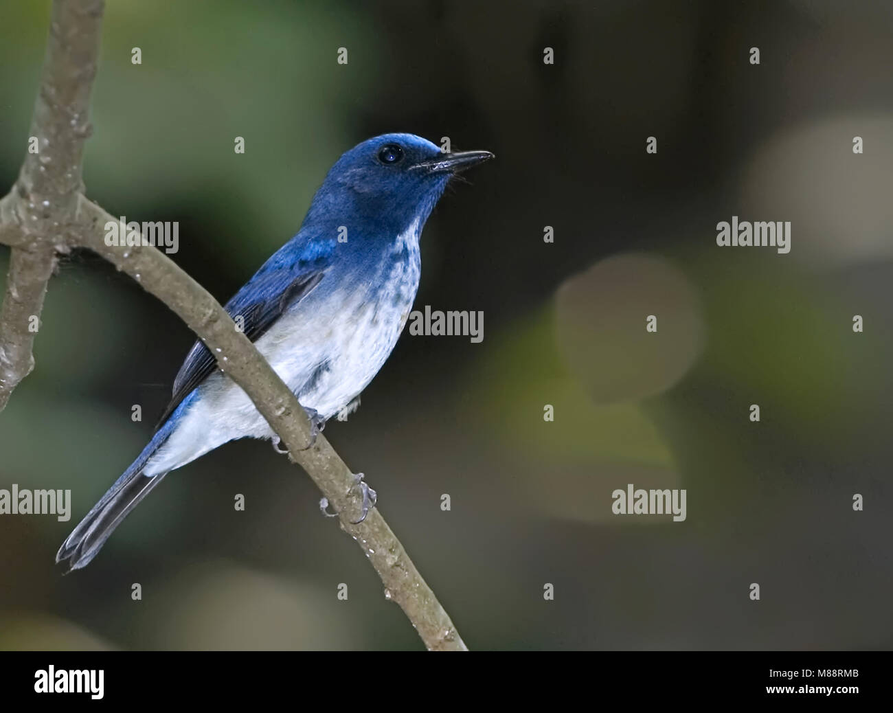 Hainanniltava, Hainan, Lacedo hainanus Blue-Flycatcher Banque D'Images