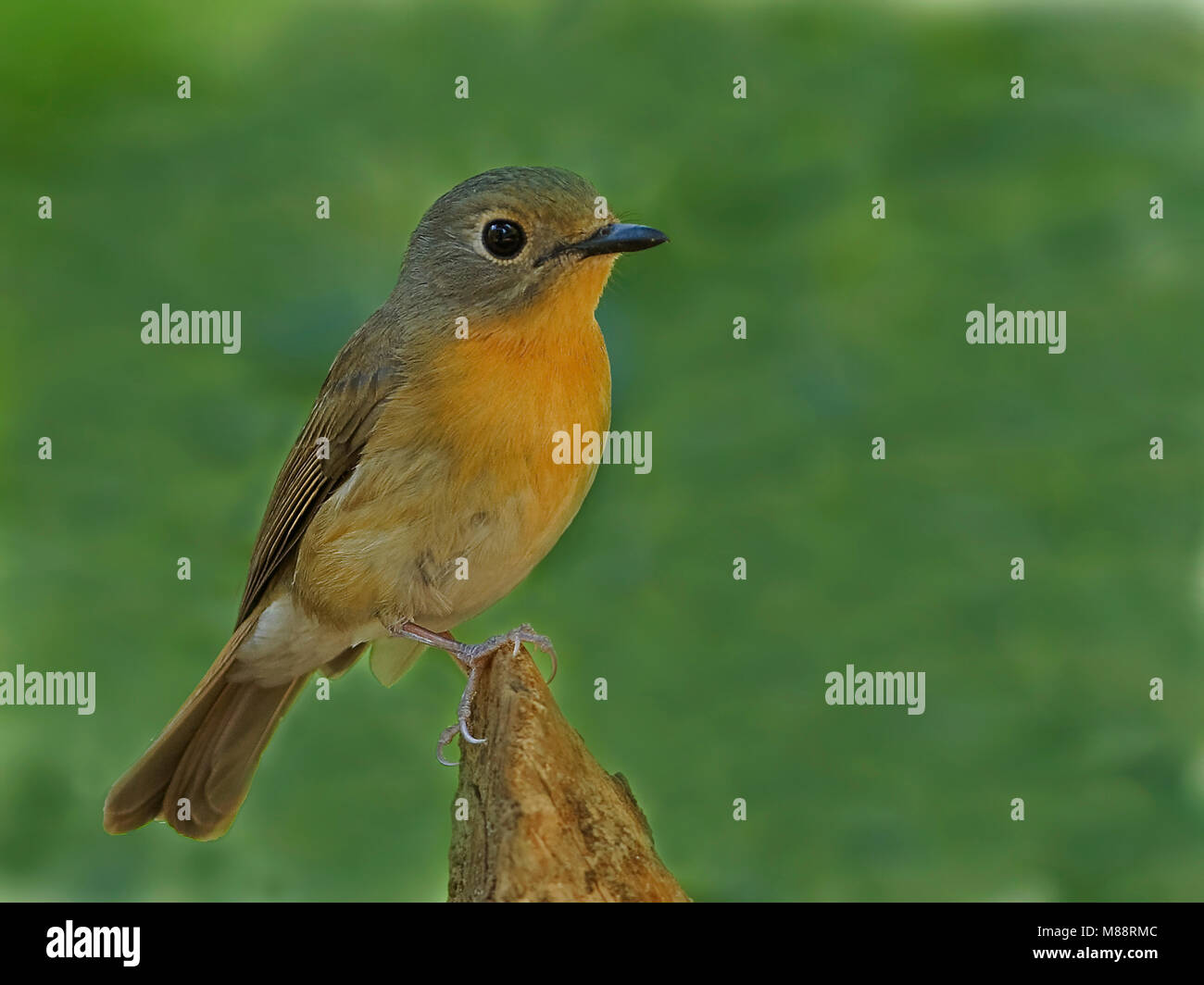 Bergniltava Vrouwtje Blue-Flycatcher, femme Hill Banque D'Images