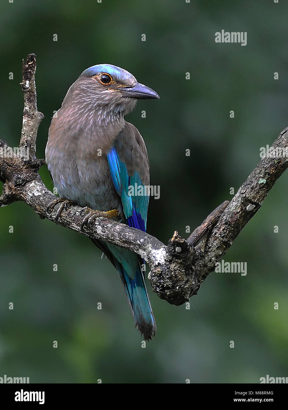 Indische Scharrelaar, Rouleau indien Banque D'Images