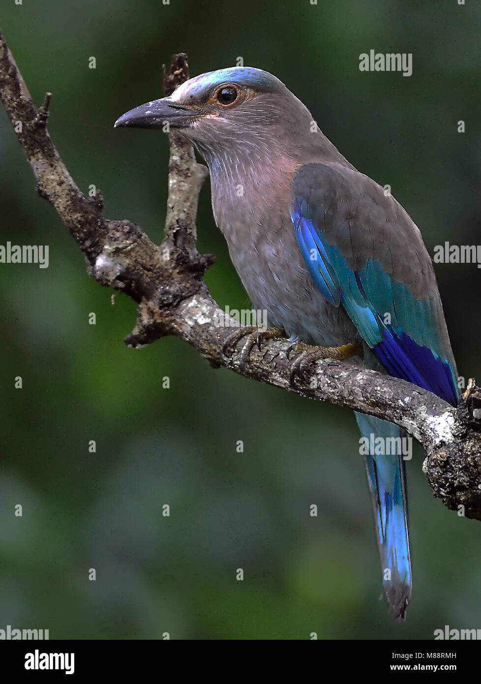 Indische Scharrelaar, Rouleau indien Banque D'Images