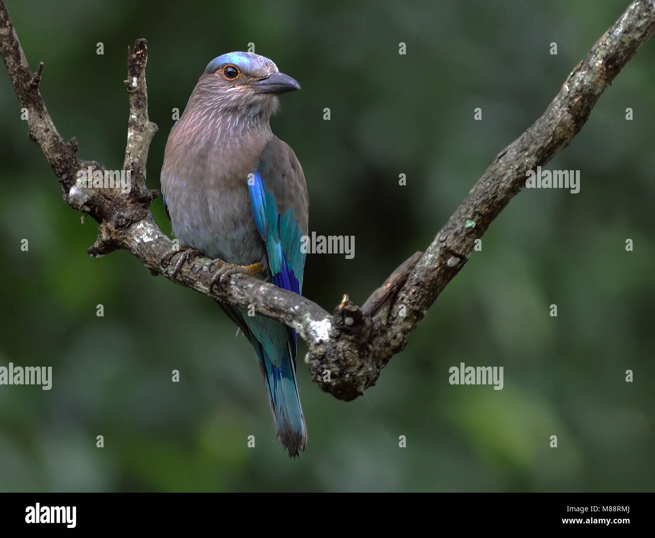 Indische Scharrelaar, Rouleau indien Banque D'Images