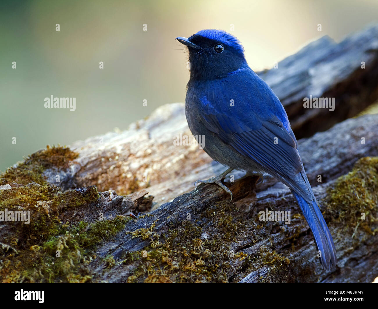 Mannetje, homme Kobaltniltava Niltava Grande Banque D'Images