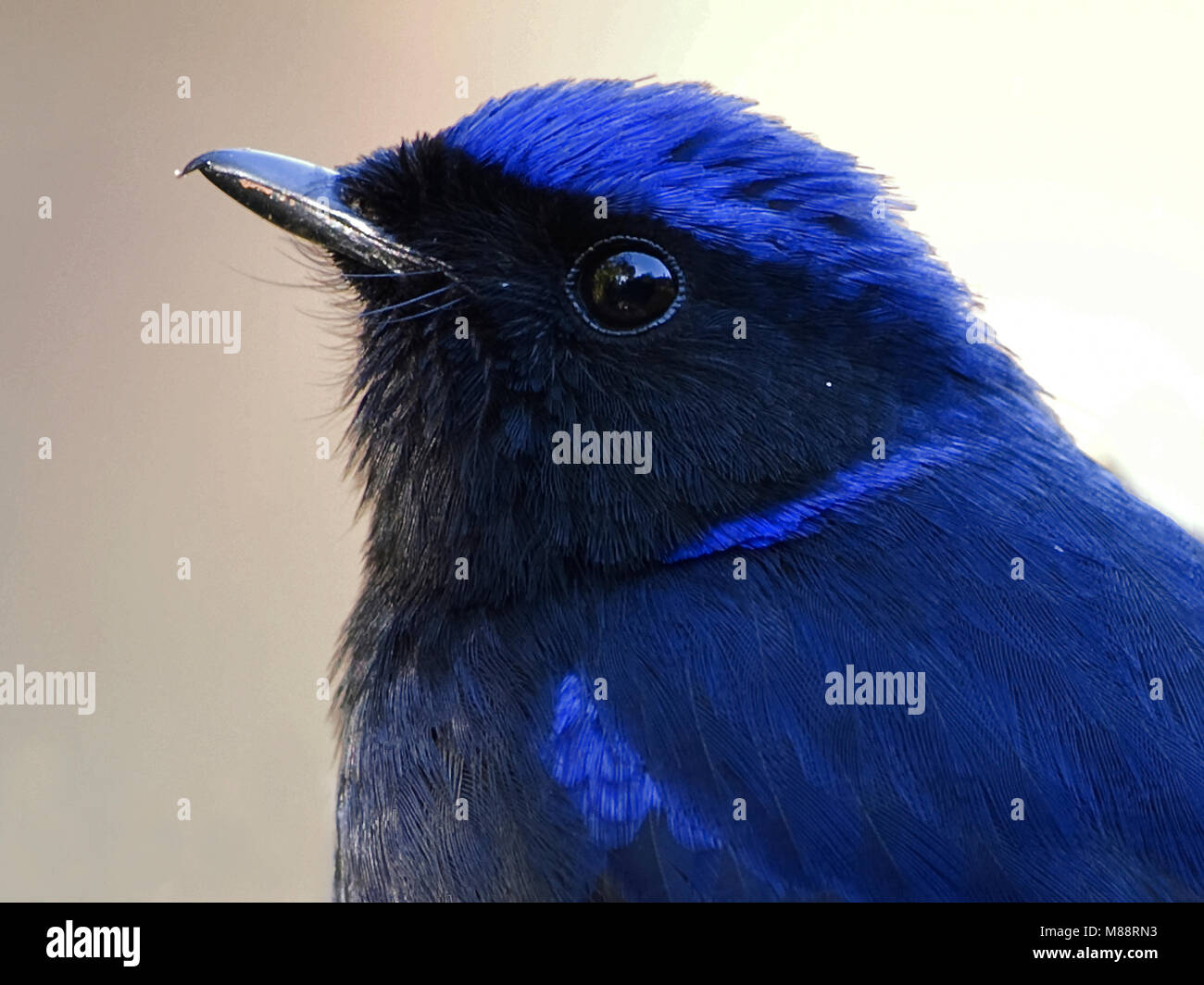 Mannetje, homme Kobaltniltava Niltava Grande Banque D'Images