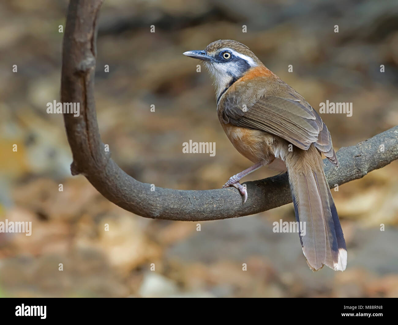 Witbeflijstergaai Necklaced Laughingthrush moindre, Banque D'Images