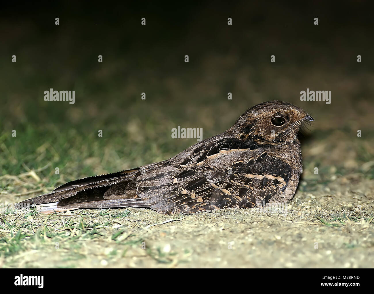 Horsfields Nachtzwaluw le colibri, grande Banque D'Images