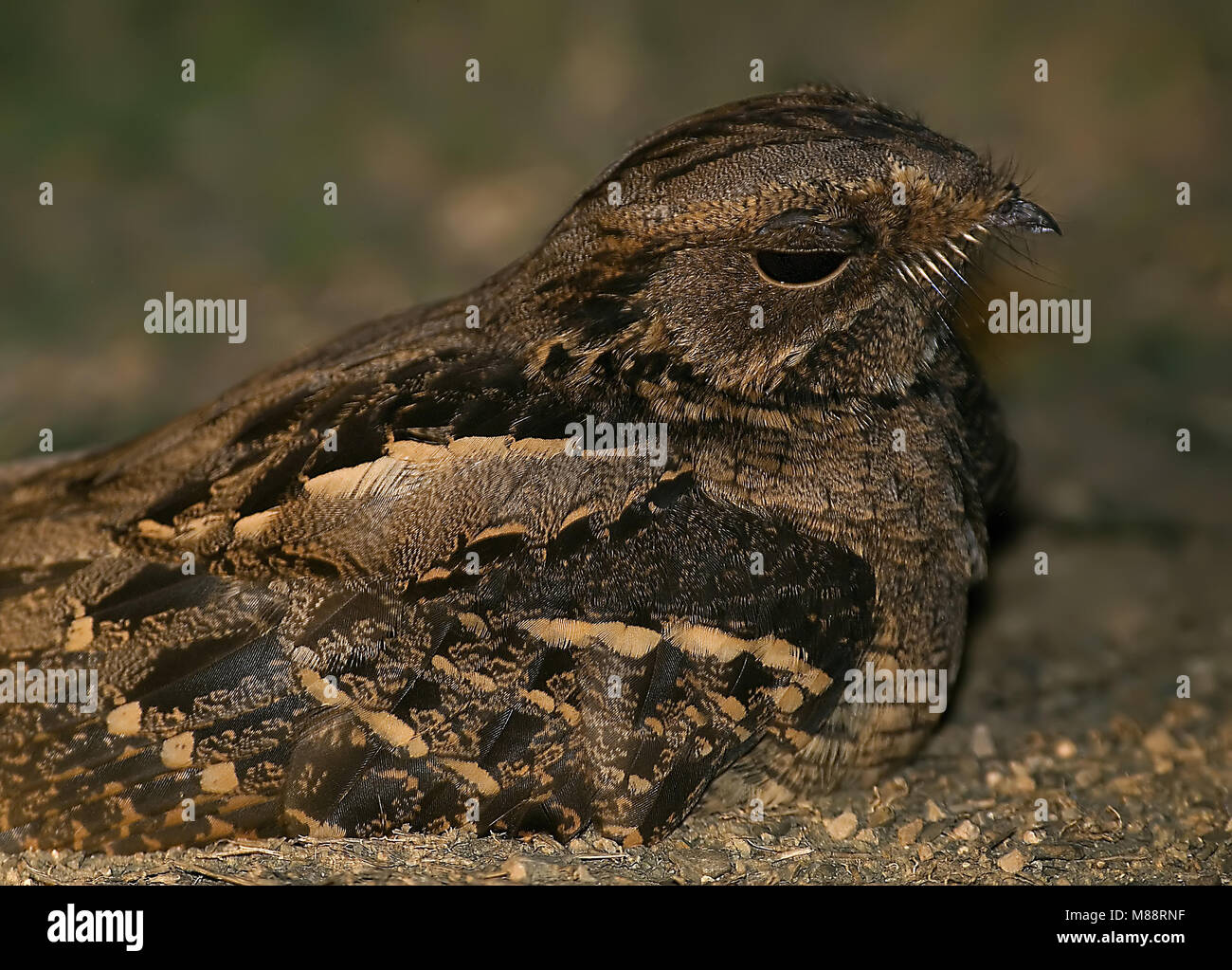 Horsfields Nachtzwaluw le colibri, grande Banque D'Images