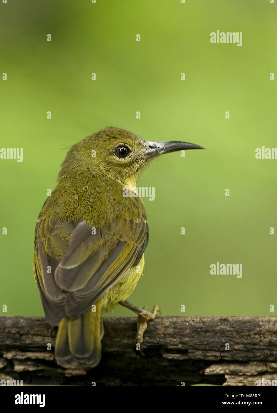 Femme Staalborsthoningzuiger Vrouwtje, adossé à d'Olive Sunbird Banque D'Images