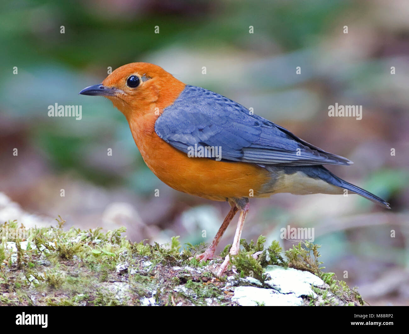 Mannetje, homme Damalijster Grive à tête orange Banque D'Images