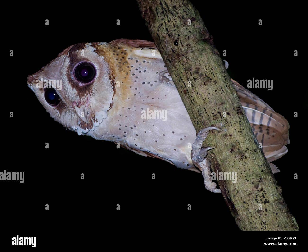 Bruine Uil zittend op tak ; Bay-Owl Oriental perché sur branch Banque D'Images
