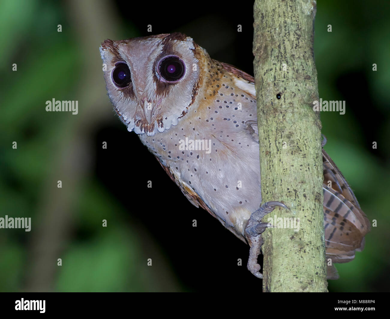 Bruine Uil zittend op tak ; Bay-Owl Oriental perché sur branch Banque D'Images