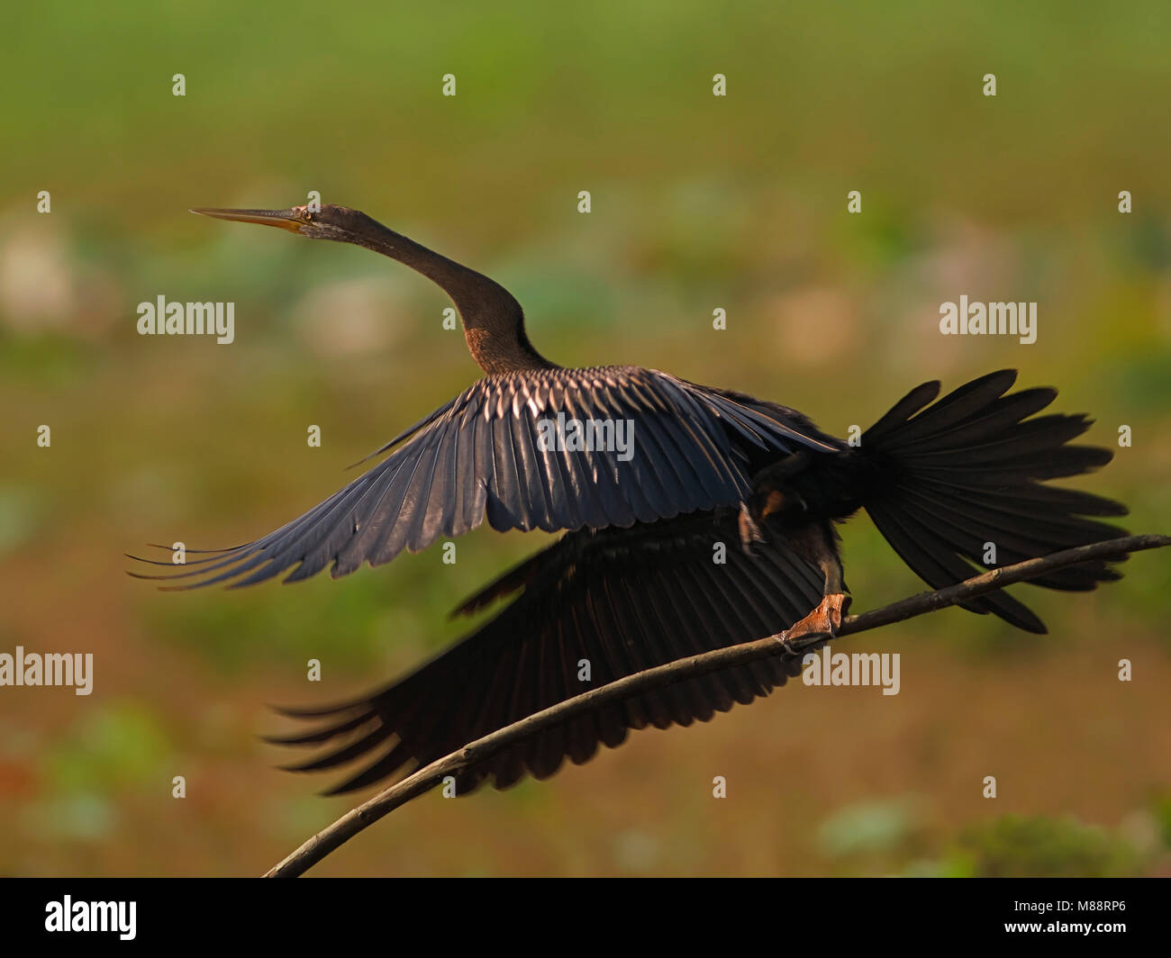 Indische Opvliegende Slangenhalsvogel, Oriental Vert de partir Banque D'Images