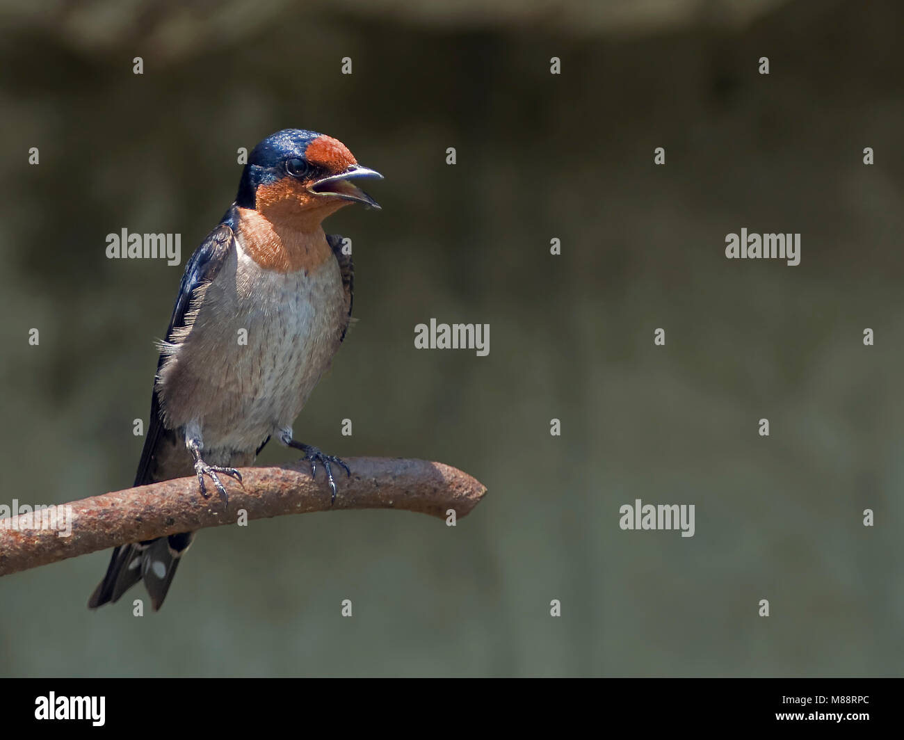 Welkomzwaluw zingend op tak ; Pacific Swallow chantant sur branch Banque D'Images