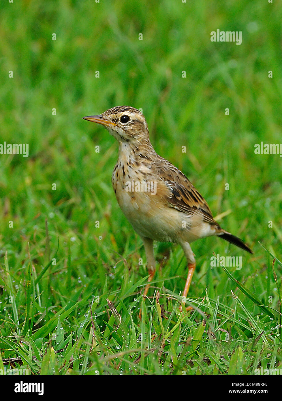 Dans Veldpieper ; veld Paddyfield Sprague dans domaine Banque D'Images