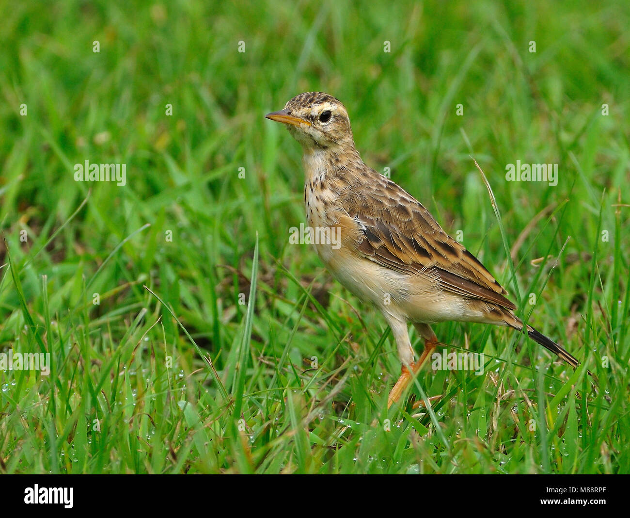 Dans Veldpieper ; veld Paddyfield Sprague dans domaine Banque D'Images