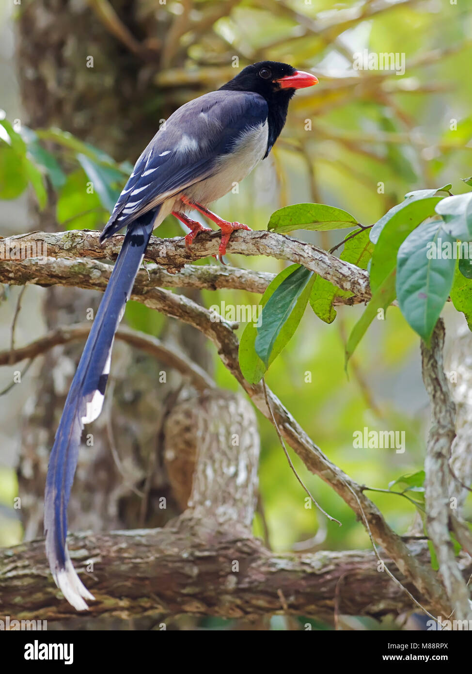 Roodsnavelkitta, Red-billed Blue Magpie Banque D'Images