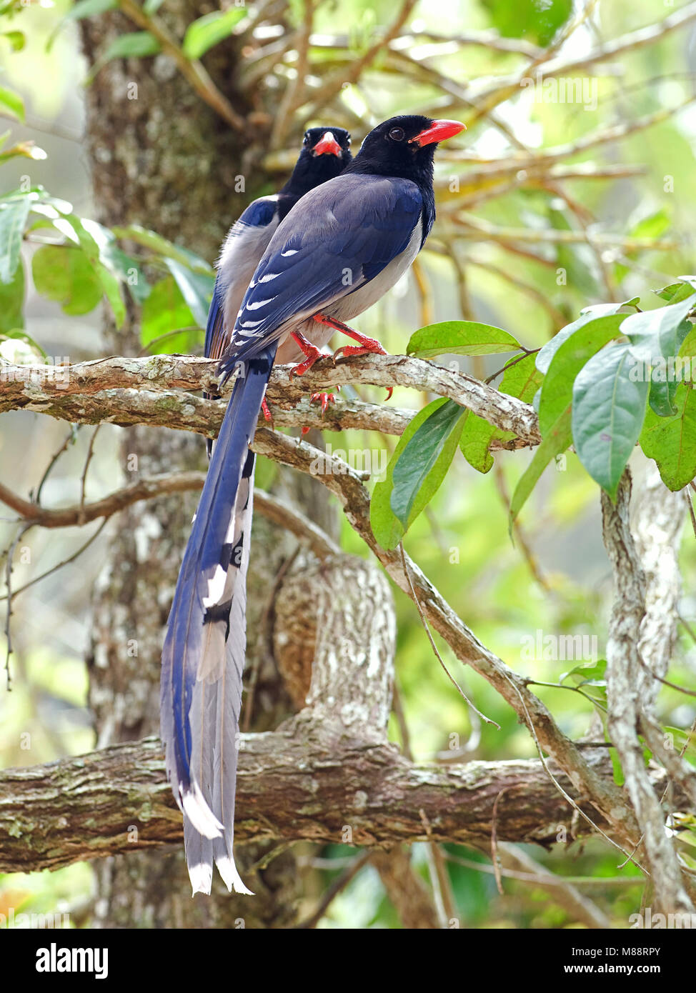 Roodsnavelkitta, Red-billed Blue Magpie Banque D'Images