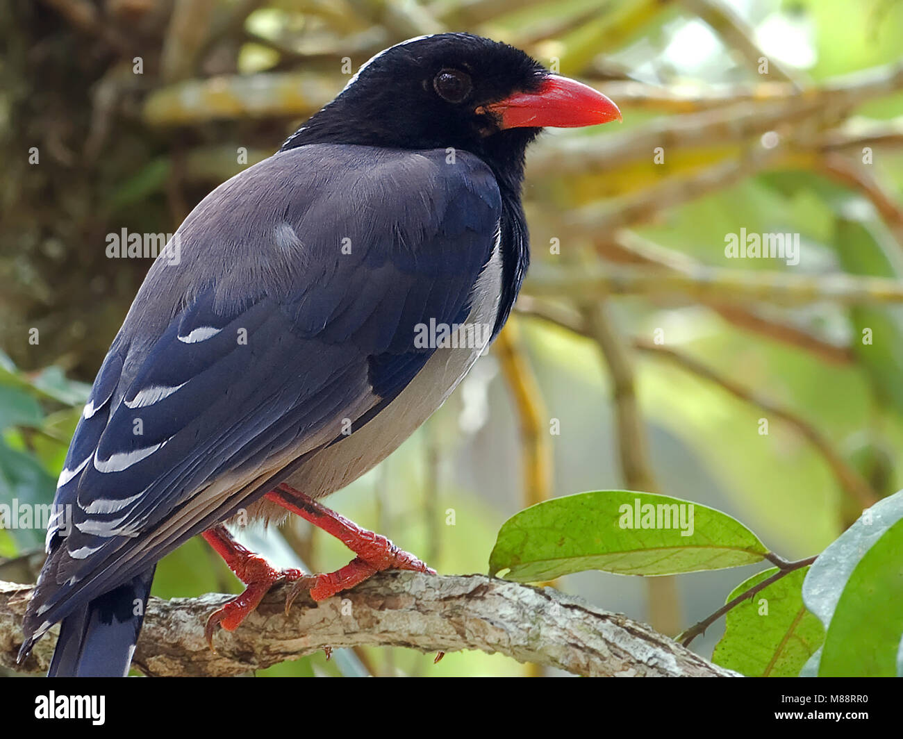 Roodsnavelkitta, Red-billed Blue Magpie Banque D'Images