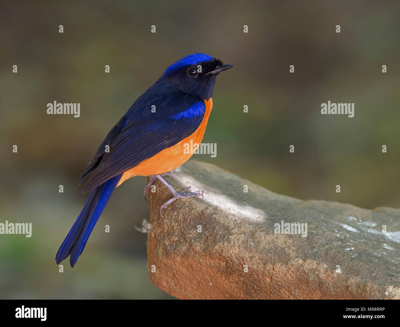 Mannetje, homme Roodbuikniltava Niltava à ventre roux Banque D'Images