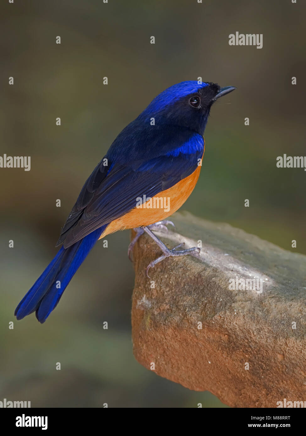 Mannetje, homme Roodbuikniltava Niltava à ventre roux Banque D'Images