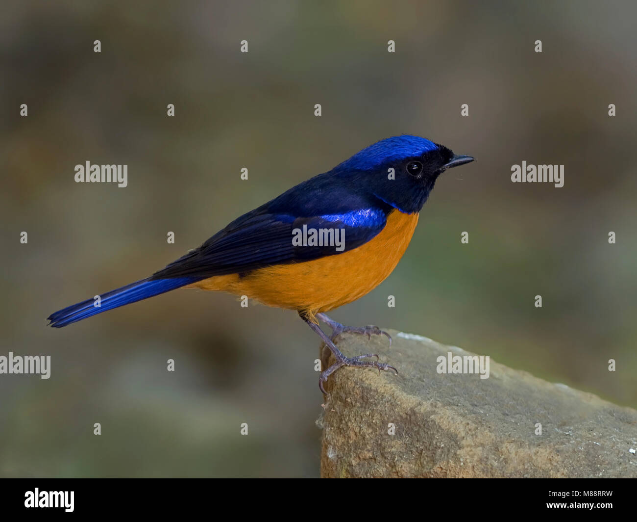 Mannetje, homme Roodbuikniltava Niltava à ventre roux Banque D'Images