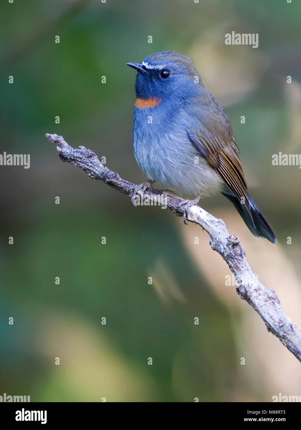 Mannetje, homme Roestvlekvliegenvanger-roux Moucherolle gorgeted Banque D'Images