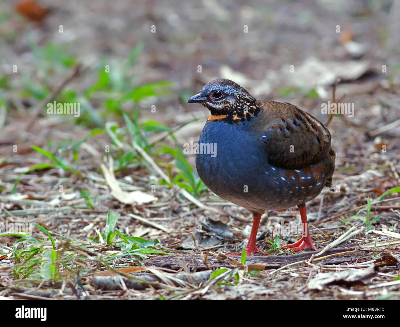 Roodkeelbospatrijs, Bruant à gorge blanche Partridge Banque D'Images