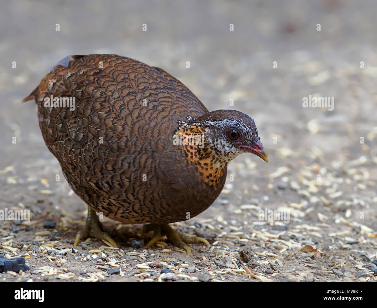 Groenpoot bospatrijs-close-up, Scaly-breasted Partridge close-up Banque D'Images