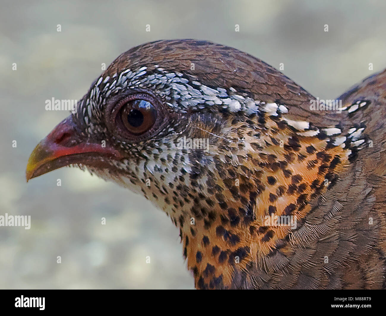 Groenpoot bospatrijs-close-up, Scaly-breasted Partridge close-up Banque D'Images