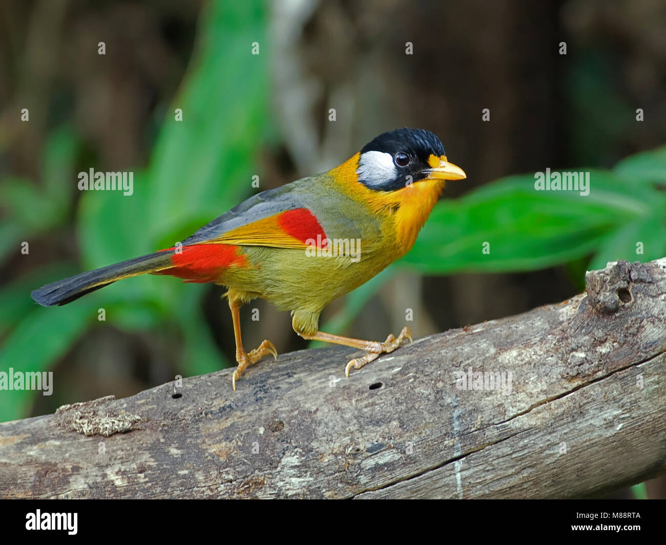 Zilveroortimalia boomstam op, argent-eared Mesia perché sur le tronc Banque D'Images