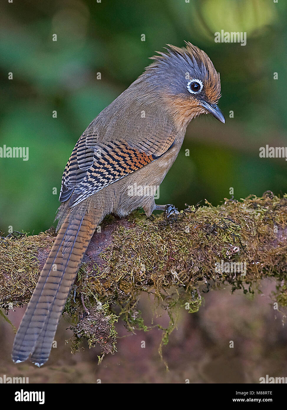 Brilstreepvleugel Barwing op tak, Ours à lunettes sur branch Banque D'Images