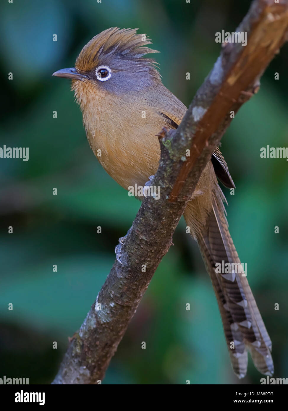Brilstreepvleugel Barwing op tak, Ours à lunettes sur branch Banque D'Images
