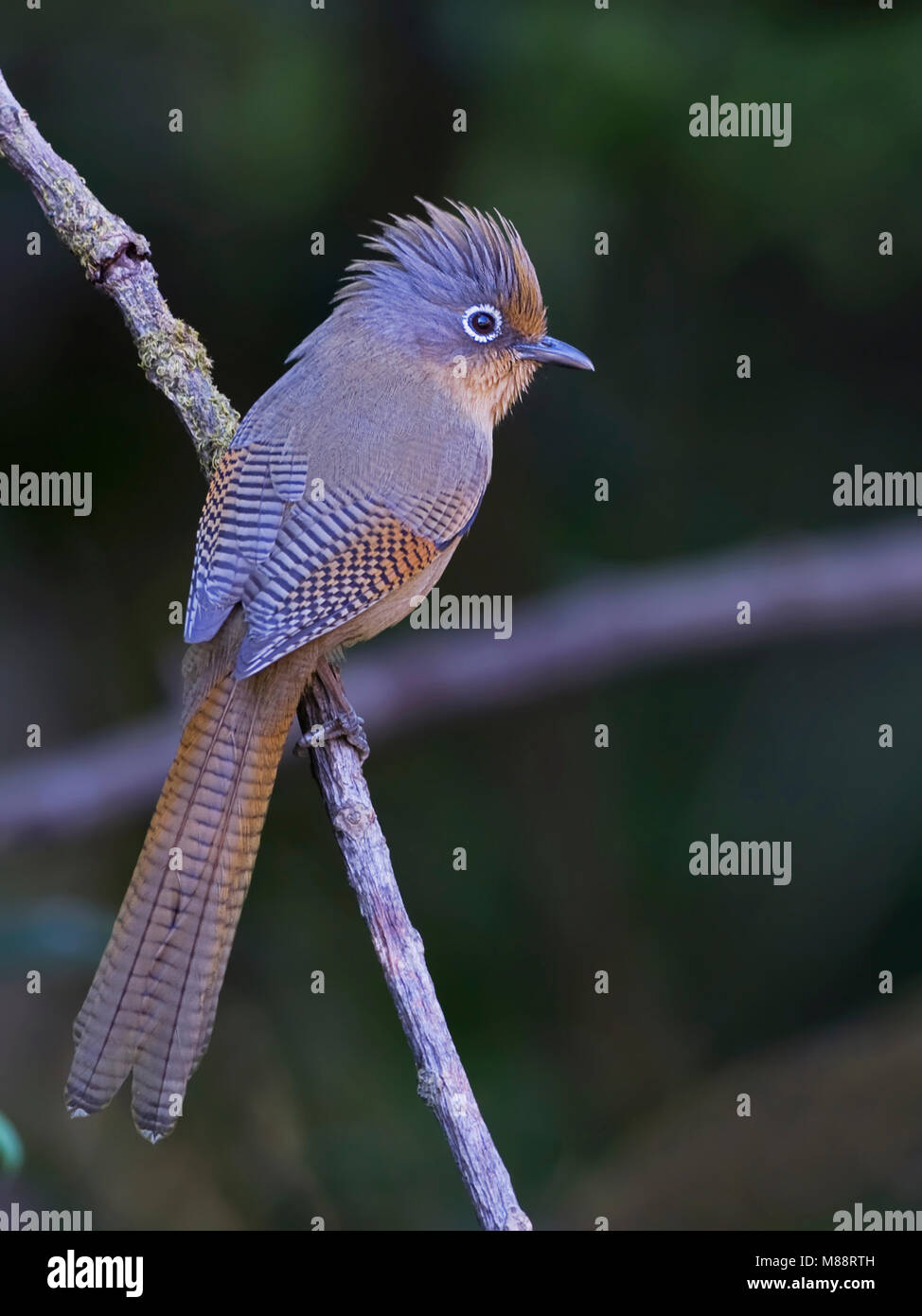 Brilstreepvleugel Barwing op tak, Ours à lunettes sur branch Banque D'Images