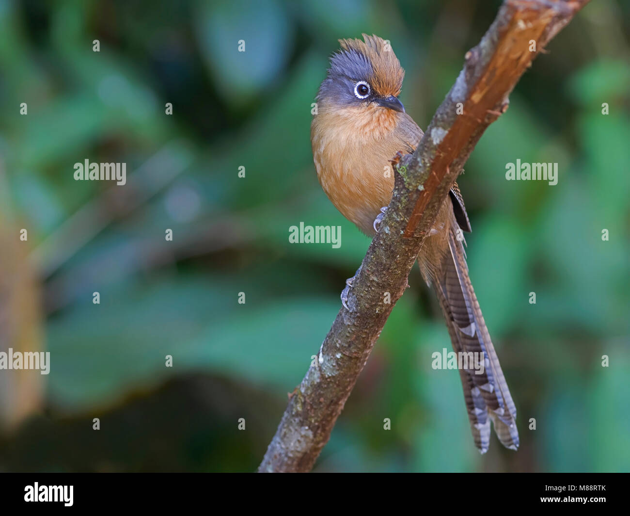 Brilstreepvleugel Barwing op tak, Ours à lunettes sur branch Banque D'Images