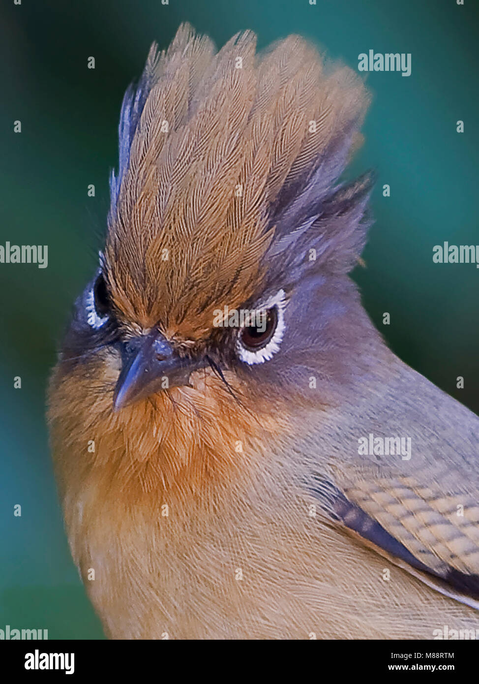 Brilstreepvleugel close-up, Close-up Barwing à lunettes Banque D'Images