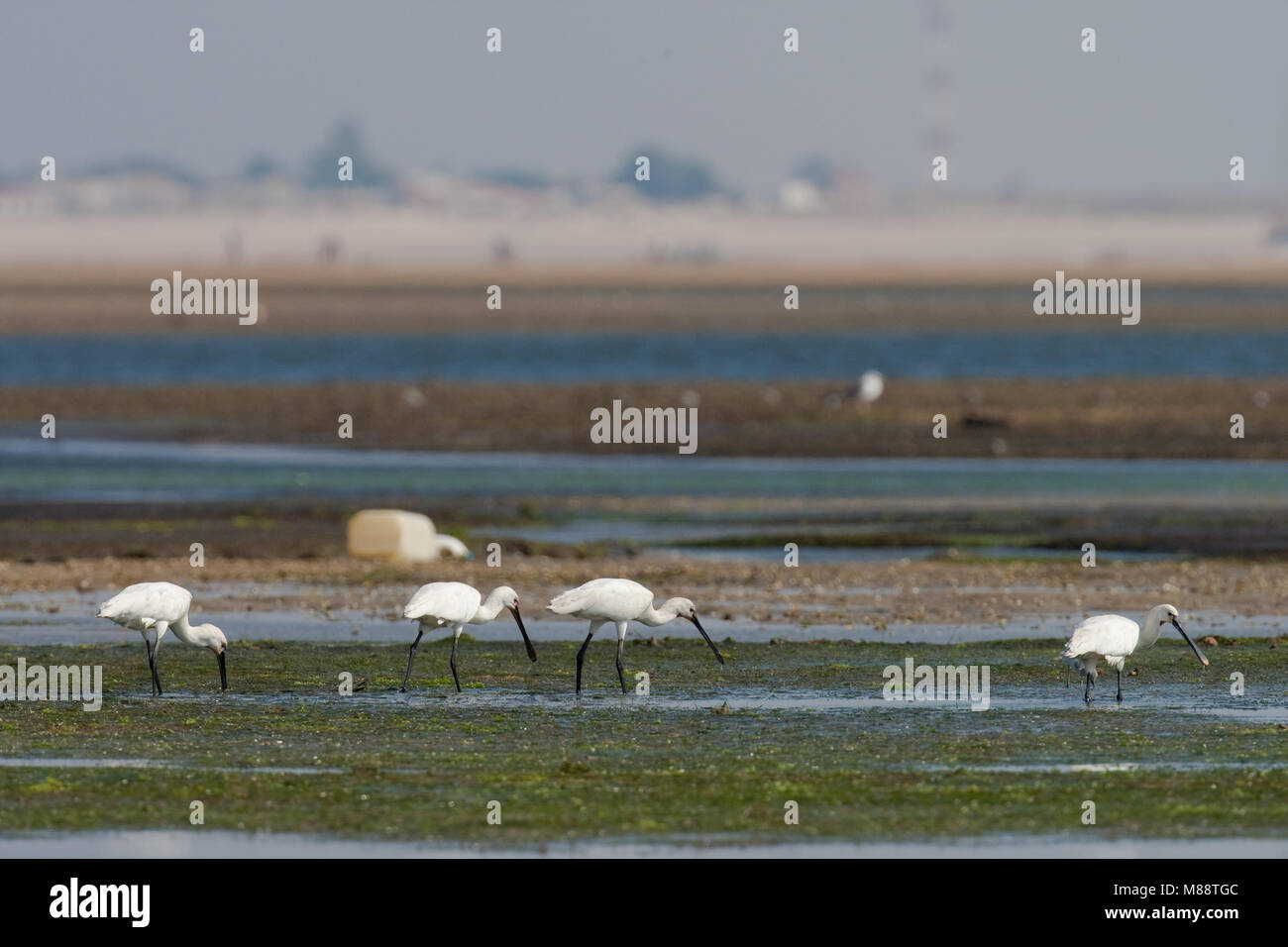 Lepelaars foeragerend tijdens de trek en lagune dans Zuiden van Portugal ; Spatules eurasien qui se nourrissent de la migration dans le lagon des marées dans le sud du Portugal Banque D'Images