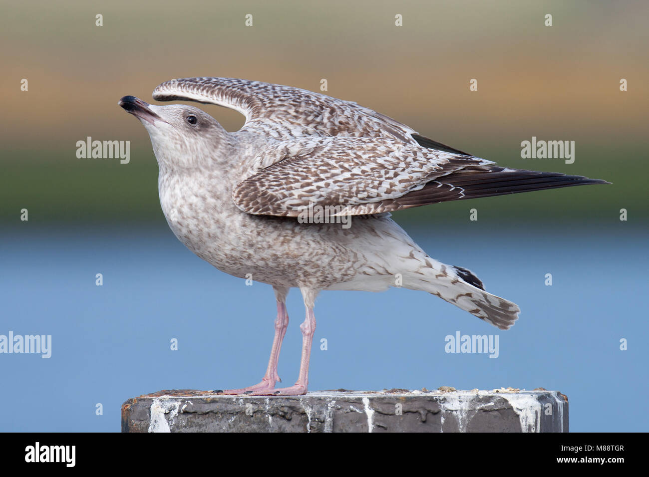 Eerste Zilvermeeuw hiver ; premier hiver European Herring Gull Banque D'Images