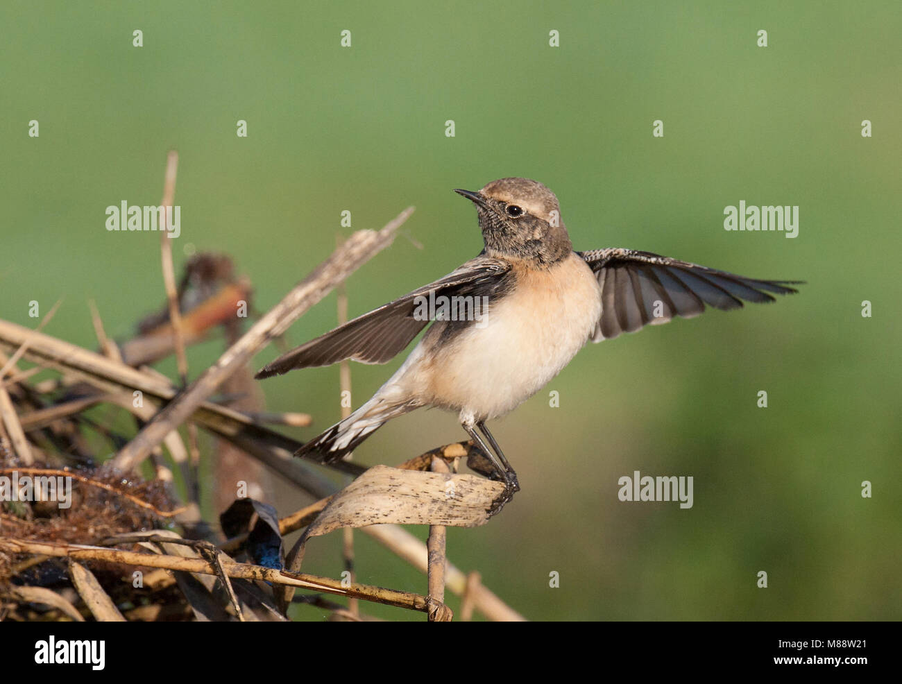 Bonte Tapuit, Traquet motteux, Oenanthe pleschanka Pied Banque D'Images