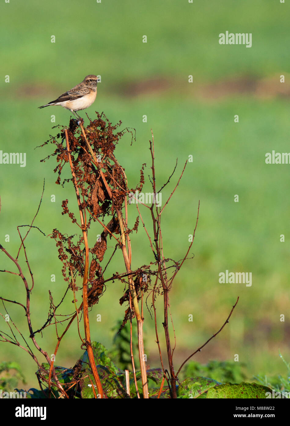 Bonte Tapuit, Traquet motteux, Oenanthe pleschanka Pied Banque D'Images