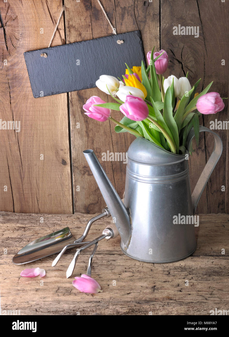 Tulipes dans un arrosoir en métal avec des outils de jardinage et une ardoise sur fond de bois Banque D'Images