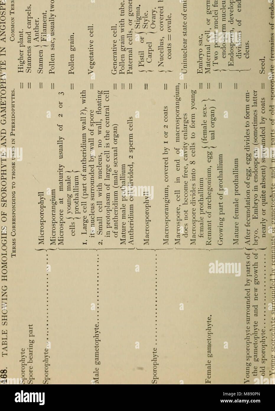 Ce manuel de 1898 présente les concepts botaniques de base, y compris les structures, les fonctions et les classifications des plantes. Il est conçu pour fournir des connaissances fondamentales de la biologie végétale et de l'écologie. Banque D'Images