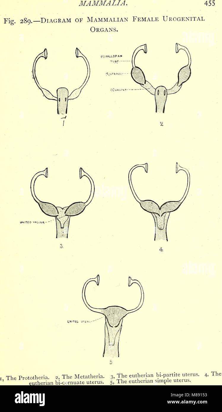 Texte-livre élémentaire de zoologie (ressource électronique) (1901) (20165332498) Banque D'Images