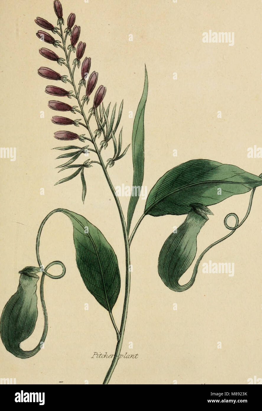 Éléments de la science de la botanique, comme établi par Linné ; avec