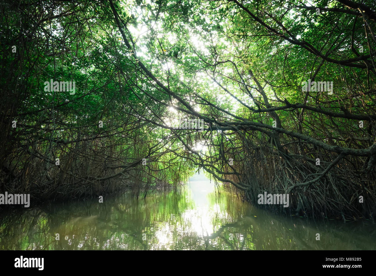 Paysage surréaliste et mystérieuse beauté de jungles tropicales avec river et la forêt de mangrove. Sri Lanka nature et les destinations de voyage Banque D'Images