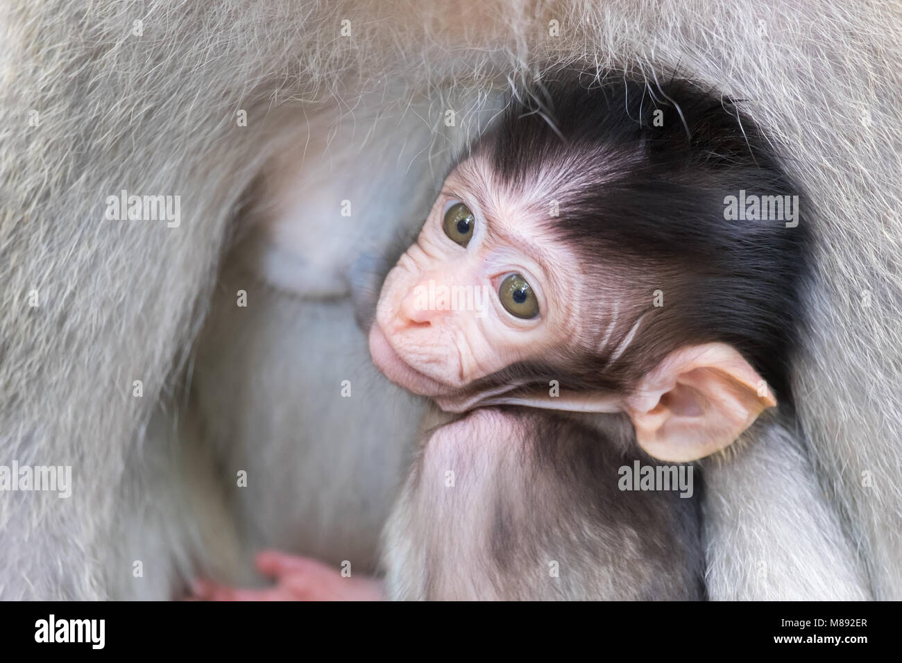 Close-up of timide bébé singe se cacher et sucer la poitrine de sa mère. Parenting animaux concept. Bali, Indonésie Banque D'Images