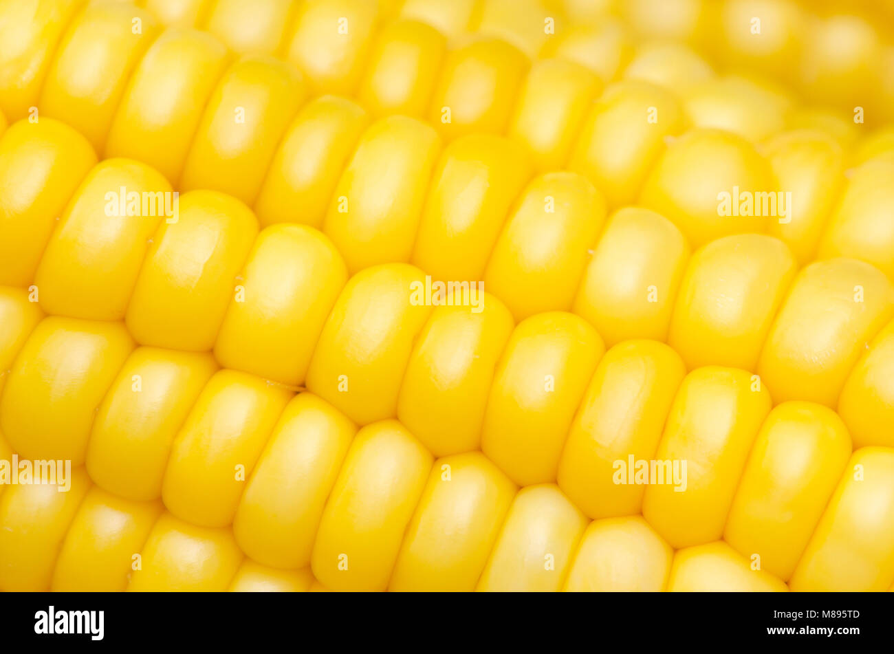 Close up of corn Banque D'Images