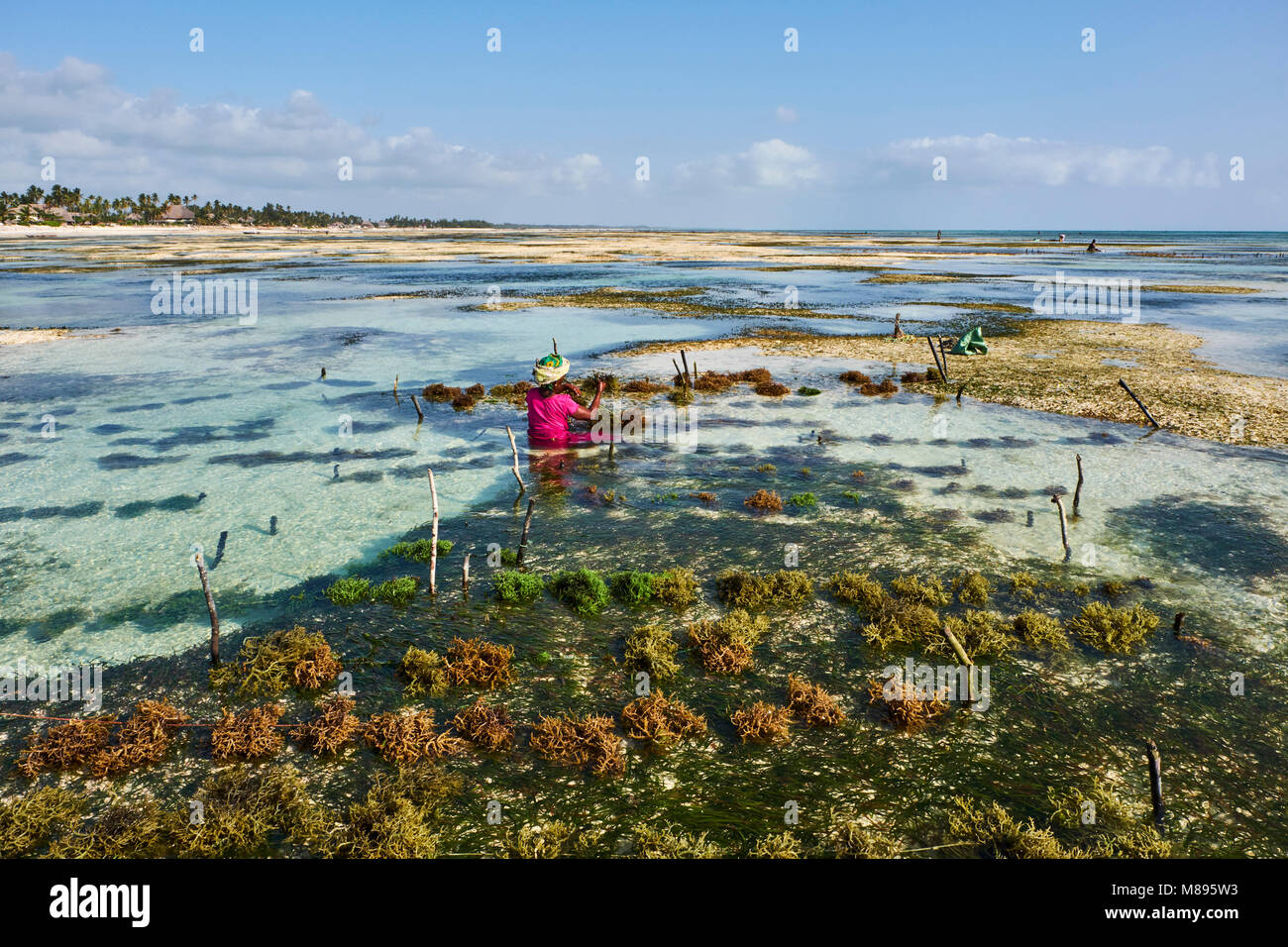 La Tanzanie, Zanzibar, Unguja, plage de Jambiani, la récolte d'algues à l'une des fermes sous-marines, Jambiani Banque D'Images