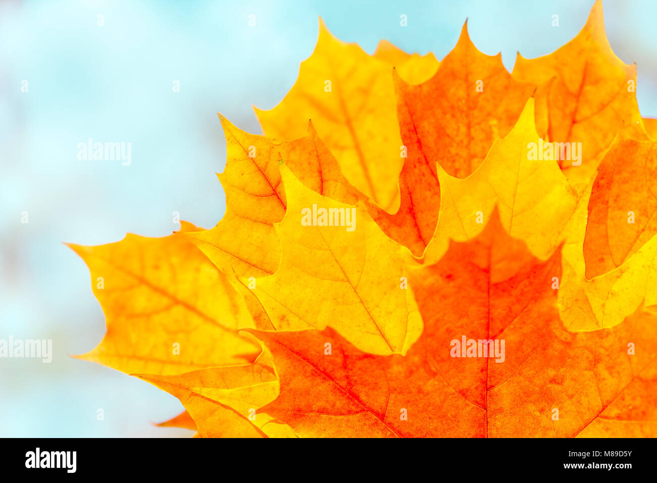 Bel Automne fond multicolore avec des feuilles d'érable. Jaune Orange Rouge feuilles sur fond bleu brouillée. Selective focus Banque D'Images